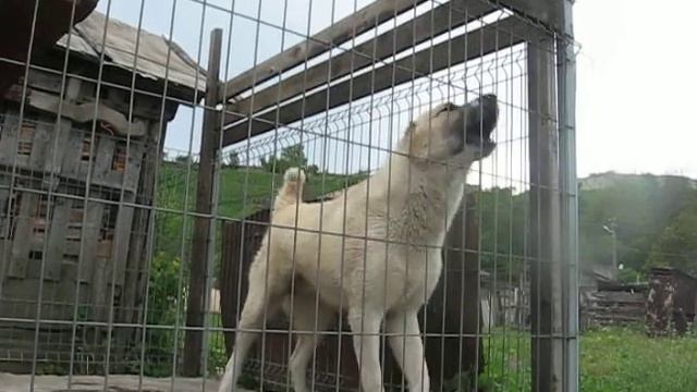 Arkan - Central Asian Sheperd - Alabai смотреть онлайн