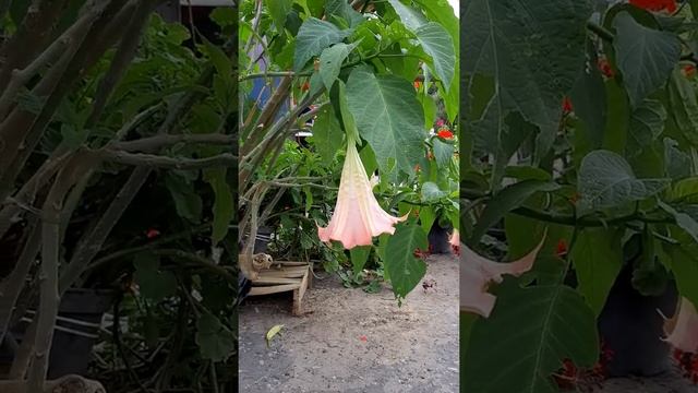 БРУГМАНСИЯ или АНГЕЛЬСКИЕ ТРУБЫ. 2.9. 2020г. смотреть онлайн