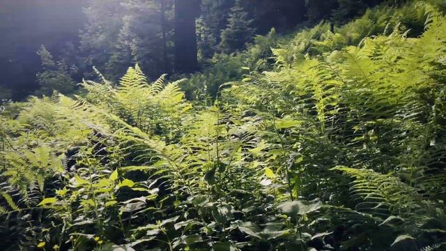 Paragliding Hike and Fly смотреть онлайн