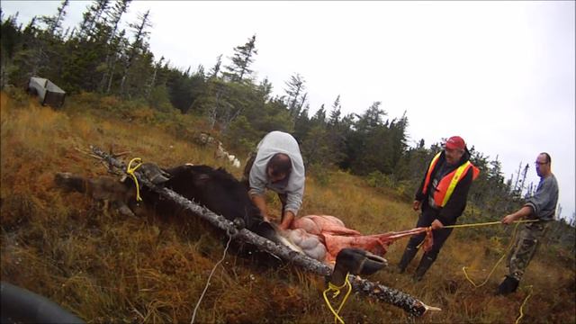 Harry's Moose 2017