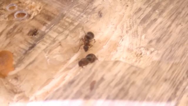 Муравьи #2 – ОНИ ПОДРАЛИСЬ смотреть онлайн