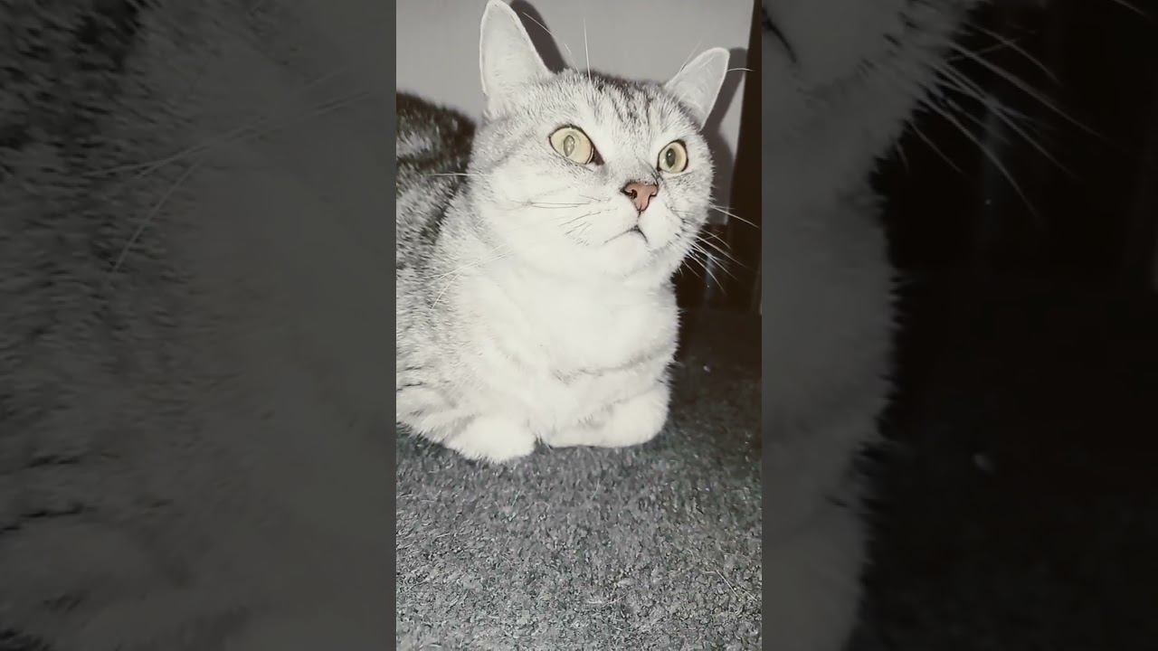 Не лайкай это видео! #shorts смотреть онлайн