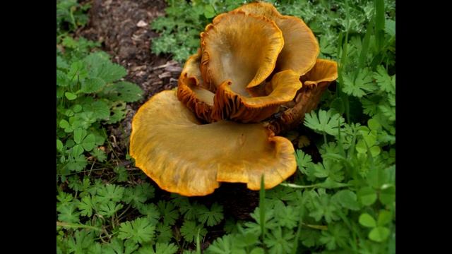 Mushroom Song (The Humongous Fungus Among Us) смотреть онлайн
