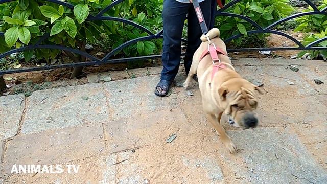 Shar Pei Dog Barking ! смотреть онлайн
