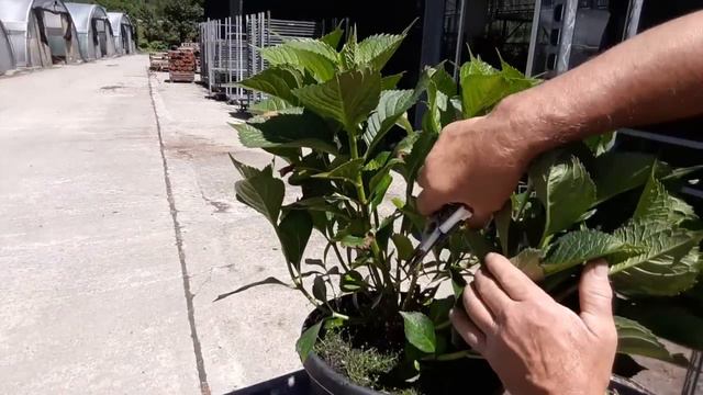 Potatura ortensie: ecco come fare per avere delle belle fioriture! смотреть онлайн