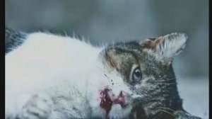 УРОДЛИВЫЙ КОТ. Стих.