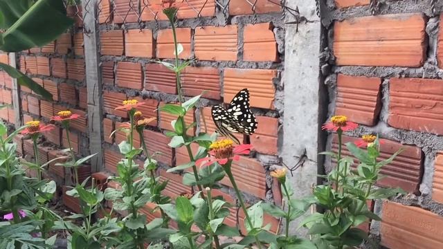 Garden life #2 смотреть онлайн
