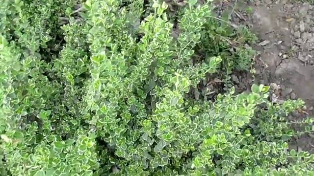 Бересклет с тонкой белой каймой. Euonymus fortunei 'Emerald смотреть онлайн