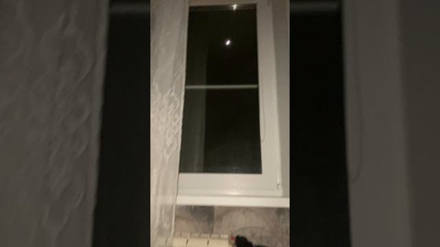 НЕВЕРОЯТНОЕ ПОВЕДЕНИЕ СОБАКИ