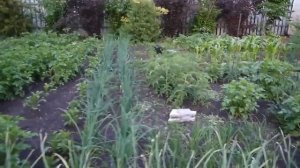 Ландшафтный дизайн участка . Красивый сад своими руками.