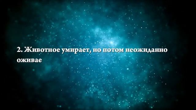 К чему снится умерший кот - Онлайн Сонник Эксперт смотреть онлайн