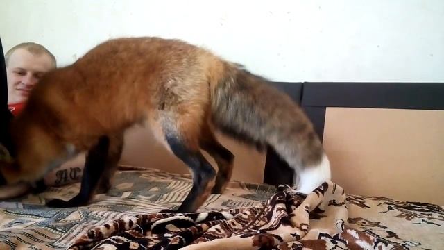 Домашняя лиса. Чивас смотреть онлайн