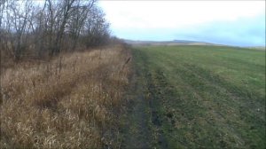 Охота на зайца с подхода 2015