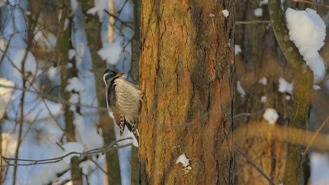 Трехпалый дятел, самка. смотреть онлайн