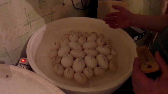 Инкубатор бытовой//Закладка гусиных и утиных яиц смотреть онлайн