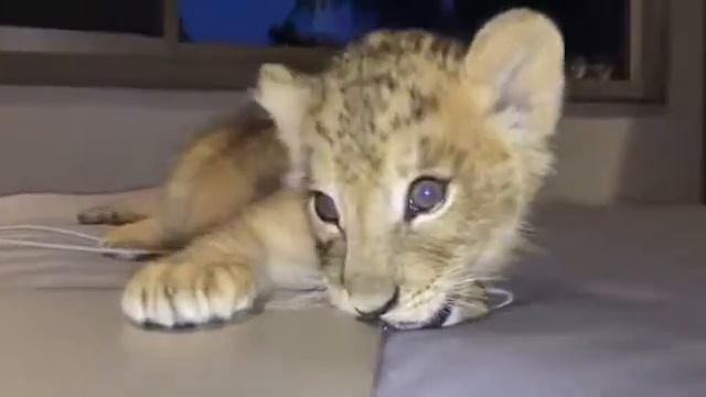 Тигренок смотреть онлайн