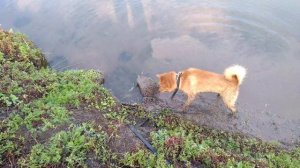 Карело-финская лайка.