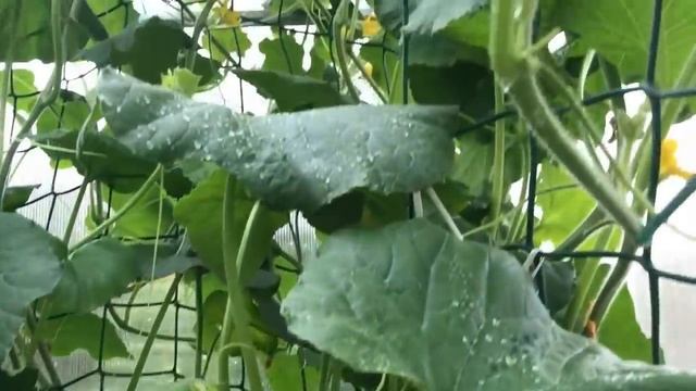 Какие СОРТА ПОМИДОРОВ самые РАННИЕ у нас в этом году смотреть онлайн