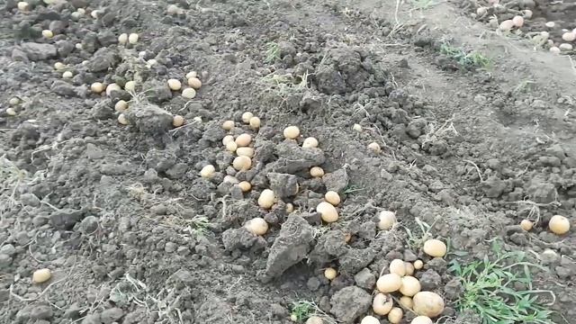 Первый пуск вибрационной копалки. Мини трактор Исеки, самодельная копалка. смотреть онлайн