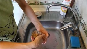 Как прорастить овёс для кошки