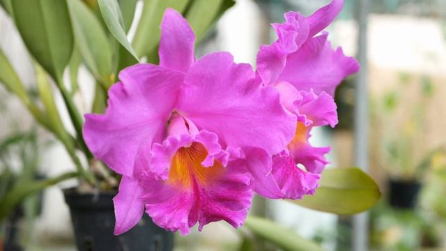 Rlc. Pink Empress смотреть онлайн