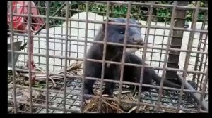 Норка в курятнике