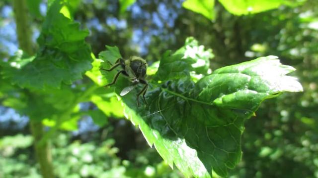 Laphria flava Robber Fly смотреть онлайн