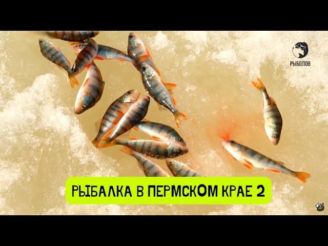 Щука за окунем, окунь за блесной. Рыбалка в Пермском крае-4 смотреть онлайн