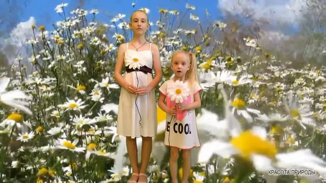 Мы дарим вам ромашку, с ней верность и любовь смотреть онлайн