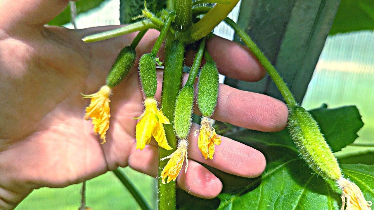 Что делать если много огурцов находятся в «замершем состоянии» много завязей, но роста нет?! смотреть онлайн