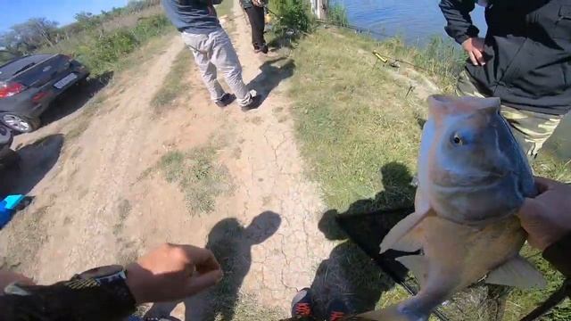 Карп и толстолобик на фидер. смотреть онлайн