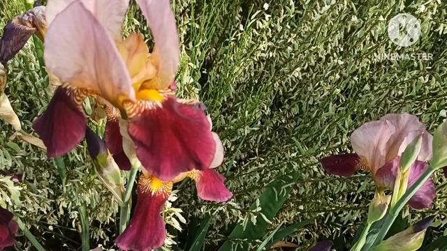 Марина Иванова.Плачущий ребенок,плохо одеты и не хотят платить за еду смотреть онлайн