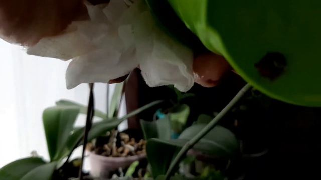 🥳🥳🥳Авокадо в домашних условиях🥑🥑🥑 смотреть онлайн