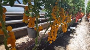 Черри томаты. Вкусные и урожайные. Обзор демонстрационной теплицы 2018!