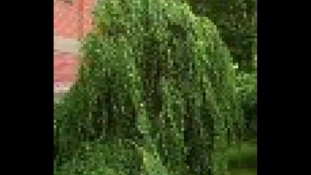 Берёза повислая при заболевании мочевыводящих путей смотреть онлайн