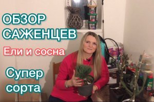 Сезон начался! Ель Рыдал |ель Розеоспиката | ель Зе Блюз | ель Акрокона | сосна Макопин ?