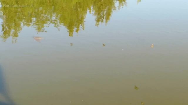 Golondrina tijerita (Hirundo rustica) - Aves # 023 смотреть онлайн