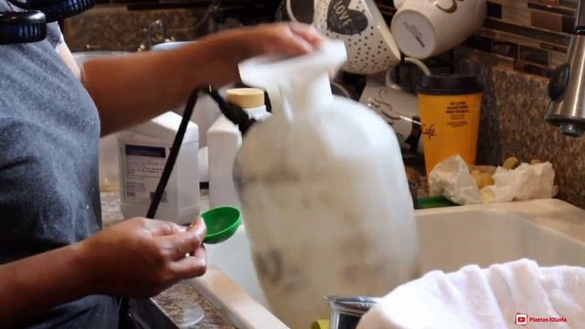 INSECTICIDA  Buenísimo 💯 Natural Para La Roya Y Otras Plagas