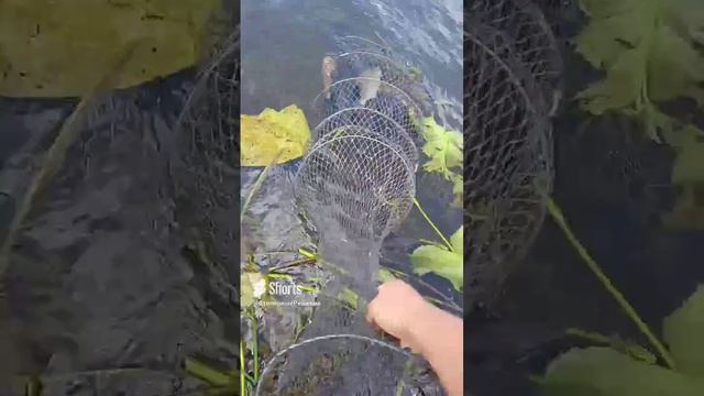 рыбалка на фидер.🐟.mp4 смотреть онлайн