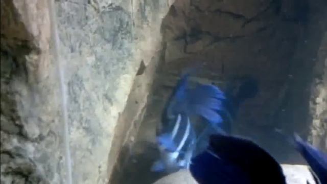 Cypho Gibberosa sp. KitumbaBlue Zaire spawning in Norway смотреть онлайн