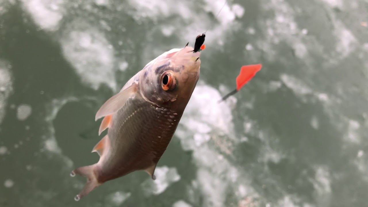 ПЕРВЫЙ ЛЁД / РЫБАЛКА НА ЧЁРТИК / ЗАХОДИЛИ ПО ВОДЕ смотреть онлайн