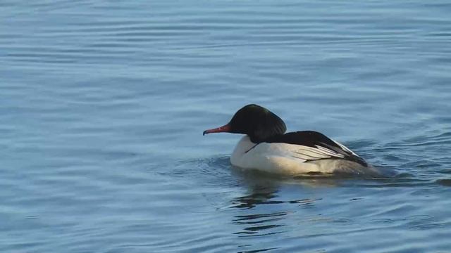 Большой крохаль - Mergus merganser.mp4 смотреть онлайн