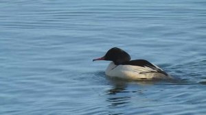 Большой крохаль - Mergus merganser.mp4