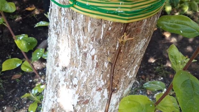 Спасаю яблоню Антоновка десертная смотреть онлайн
