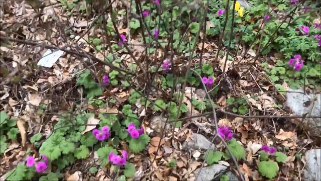 Primula kisoana смотреть онлайн