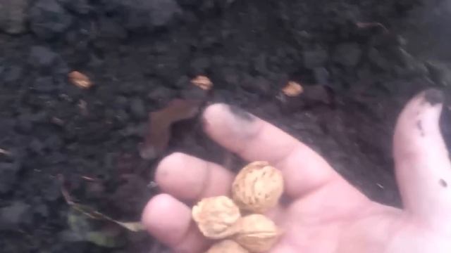 Осенняя посадка косточек персика смотреть онлайн