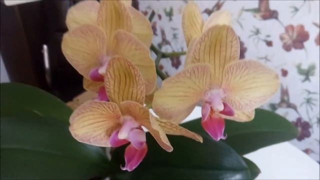 Ваша орхидея зацветет быстрее ЕСЛИ?)) смотреть онлайн