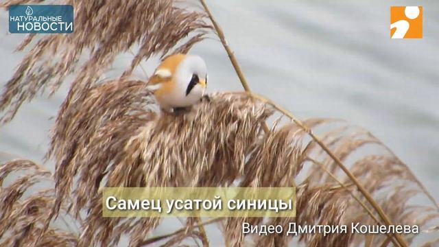 Впервые Твери появились усатые синицы смотреть онлайн