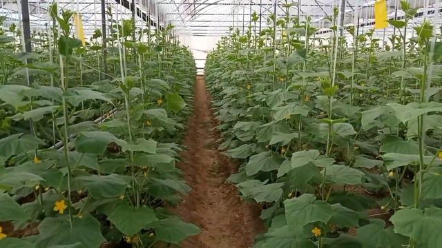 PARNIK Bodring 2022 🥒🥒🍅🍅🌶️🌶️🥕🥕🧄🧄🧄 смотреть онлайн