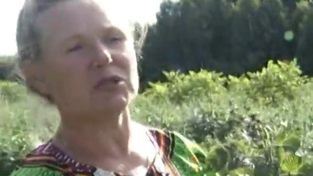 Крупноплодные малины от Кичины смотреть онлайн